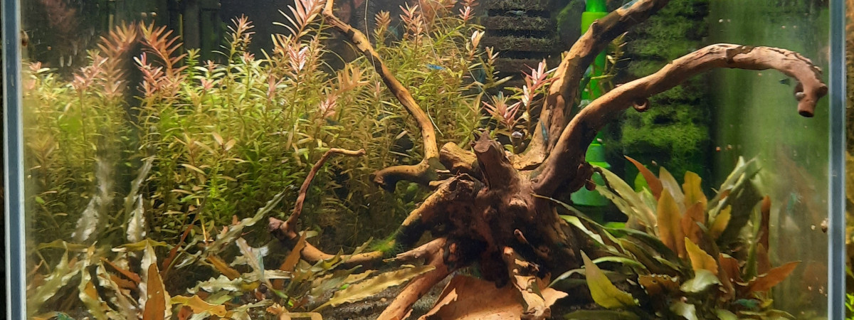 aquarium Bac 30l neocaridina full blue rili