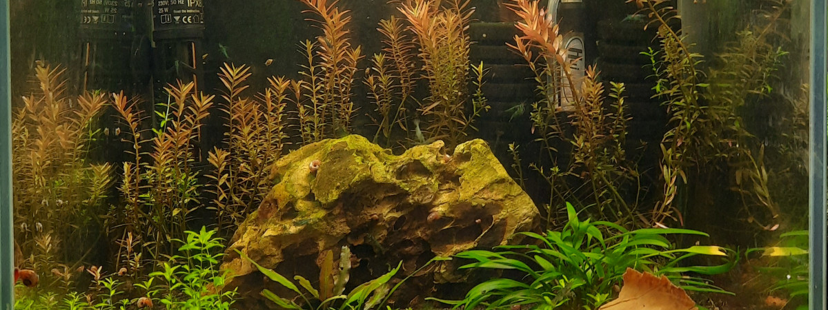 aquarium Bac 30l neocaridina full blue rili 2