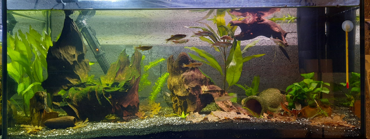 aquarium Bac 100l ancistrus