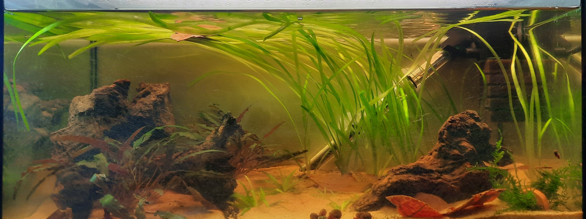 aquarium Bac 50l neocaridina rili black