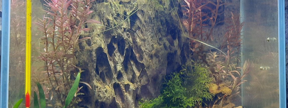 aquarium Bac 20l neocaridina orange