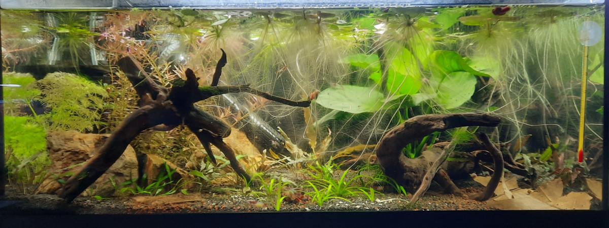 aquarium Bac 50l repro bettas