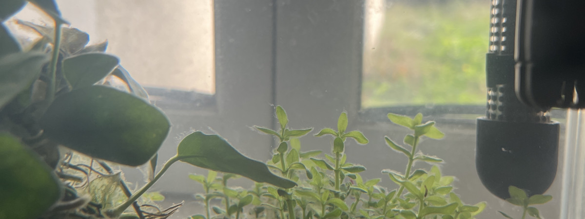 aquarium Petit 40L
