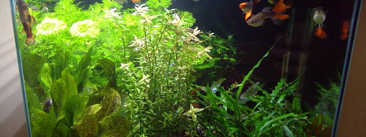 aquarium News 50