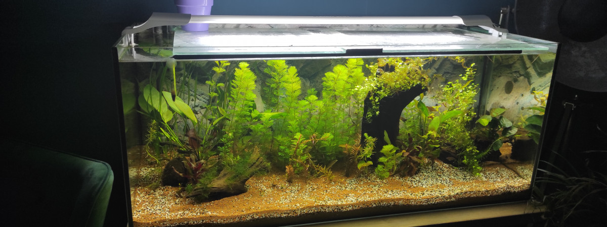 aquarium Thilurenoro