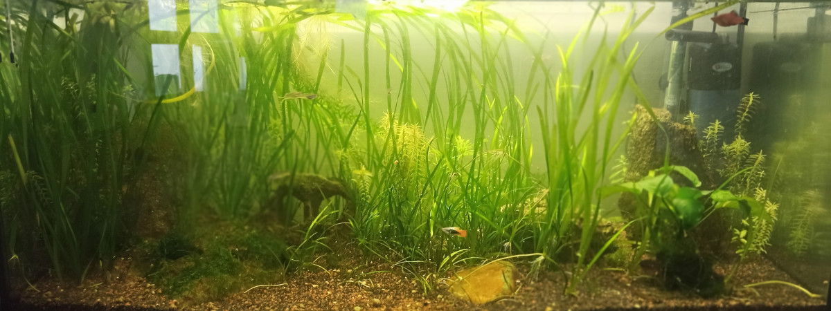 aquarium 135 litres