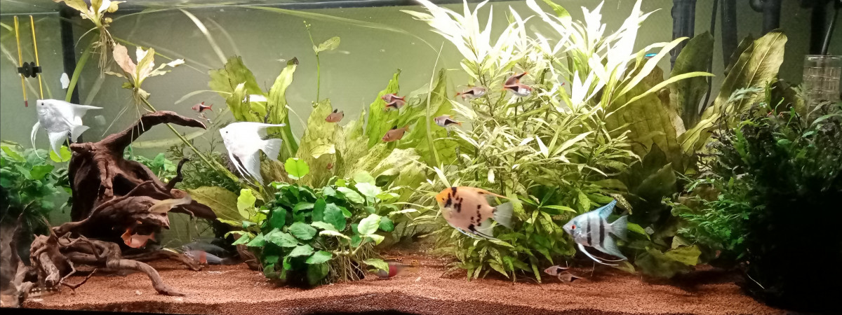 aquarium Nature