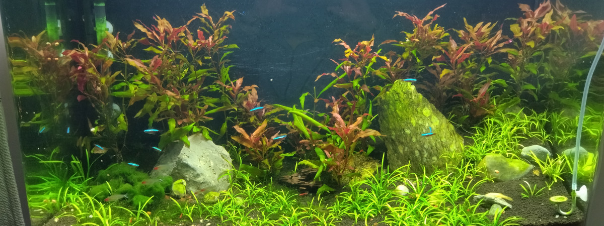 aquarium Fluval
