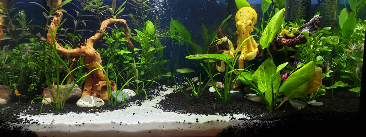 aquarium Beauté