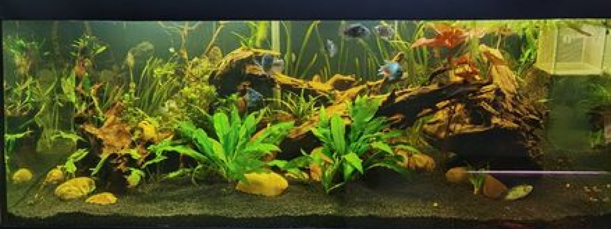 aquarium Acaras bleu