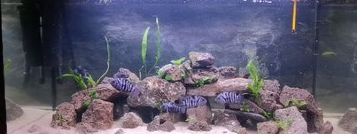 aquarium Amatitlania Nigrofasciatus