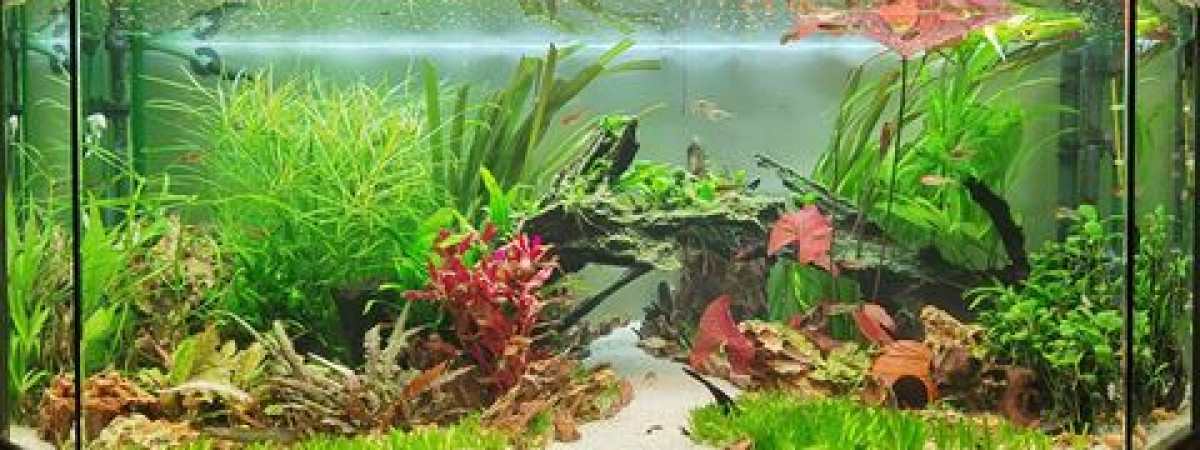 aquarium Amazonien