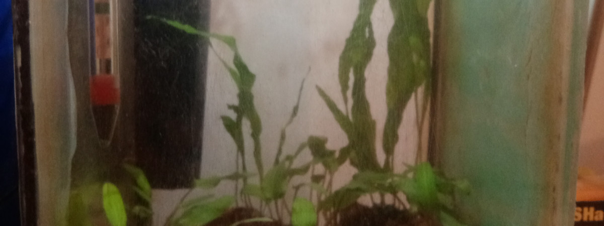 aquarium Betta 1