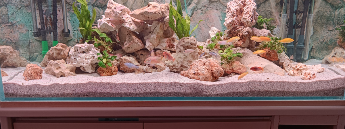 aquarium 360 l Malawi