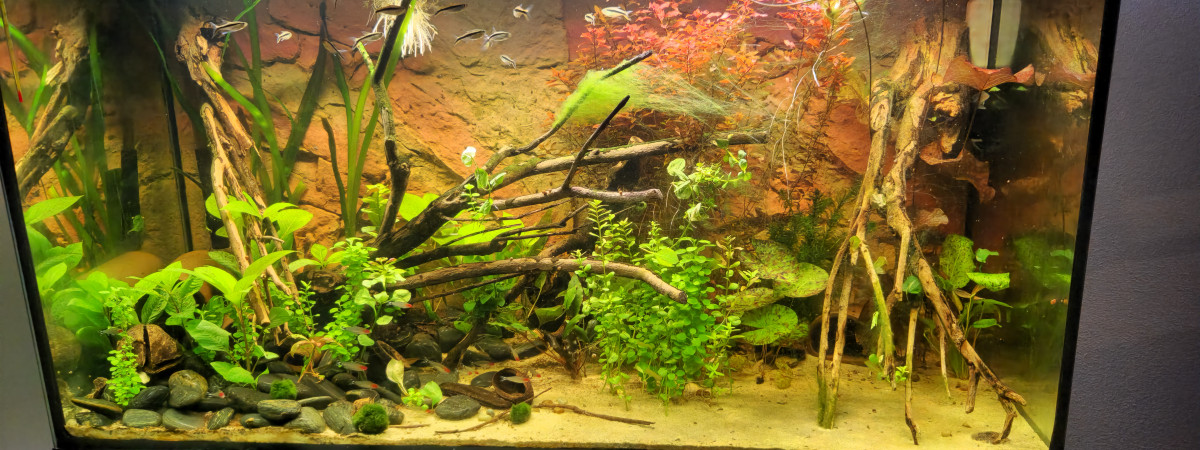 aquarium 360 litres brut Amazonien