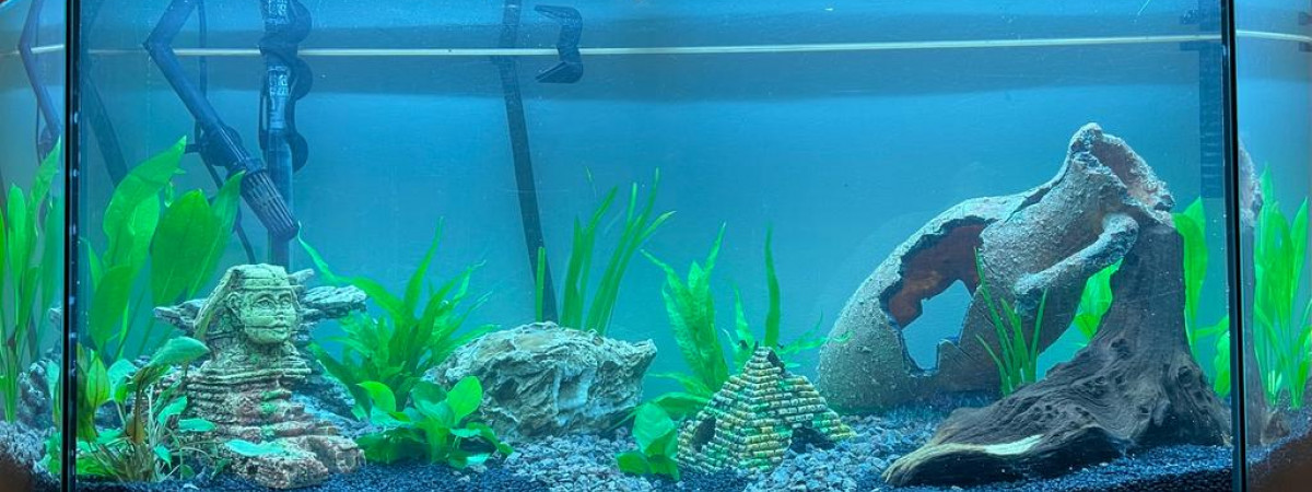 aquarium Aqua1
