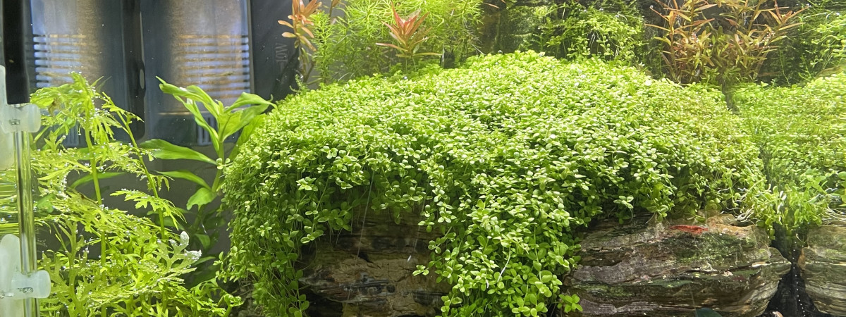 aquarium Nano  DENN. Crevettes