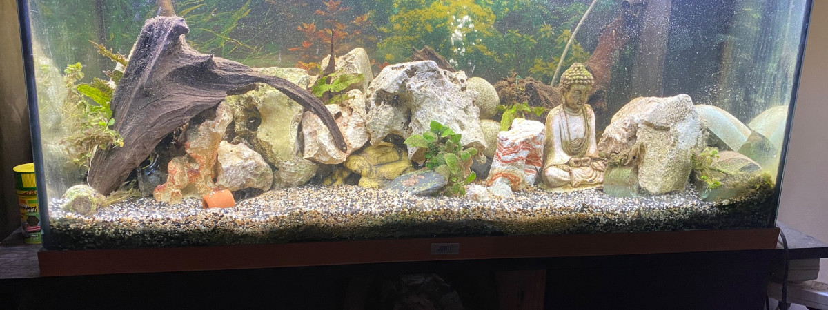 aquarium 200 L cichlidés