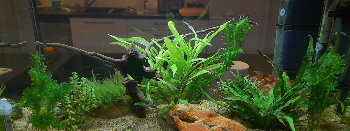aquarium Maison