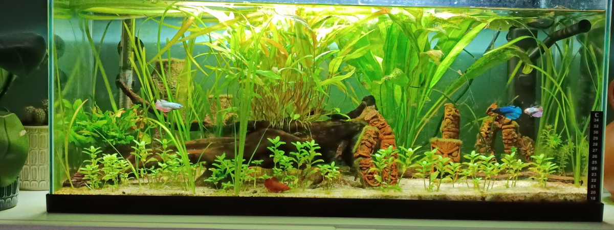 aquarium Riviere