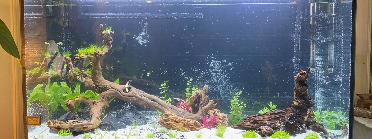 aquarium Home