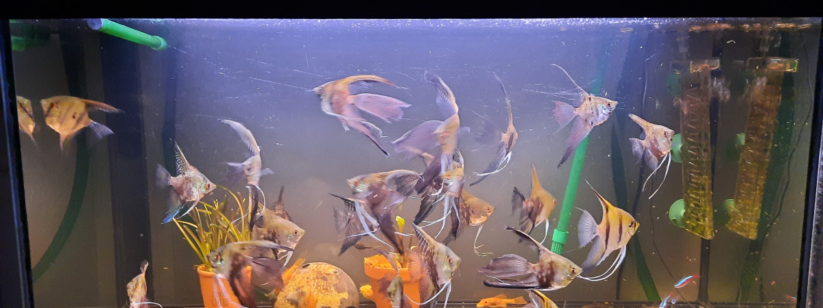 aquarium Bac provisoire 88L  transforme en shrimpland 1