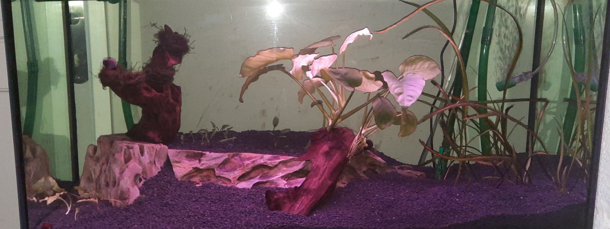 aquarium Shrimpland 1 transforme en shrimpland 2