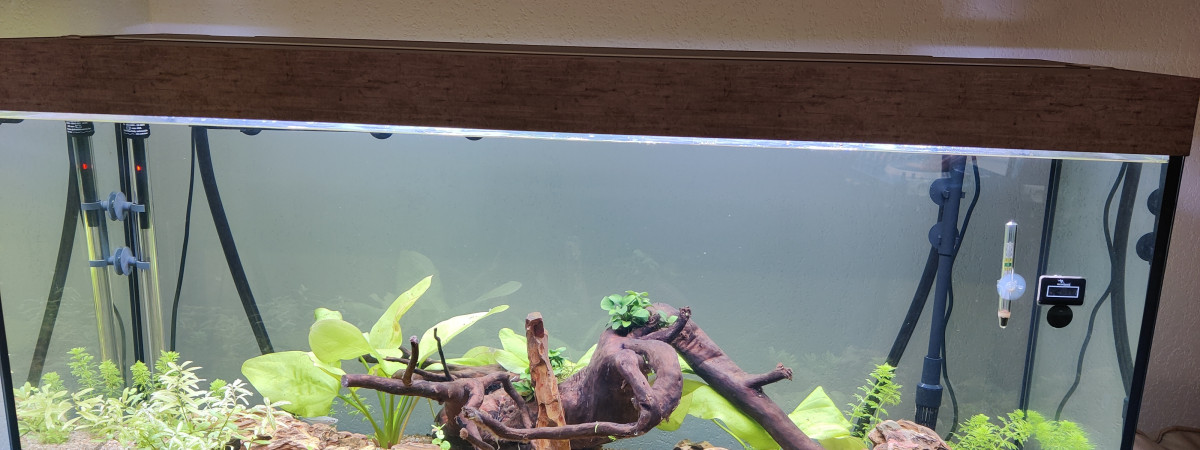 aquarium Biotope australo-guinéen
