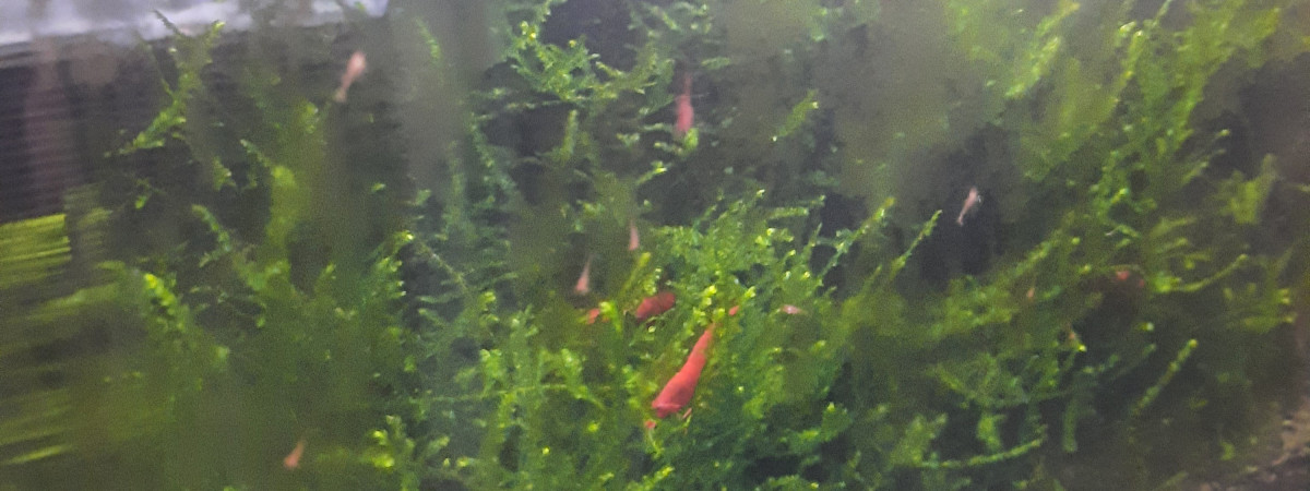 aquarium Nano bac red sakura