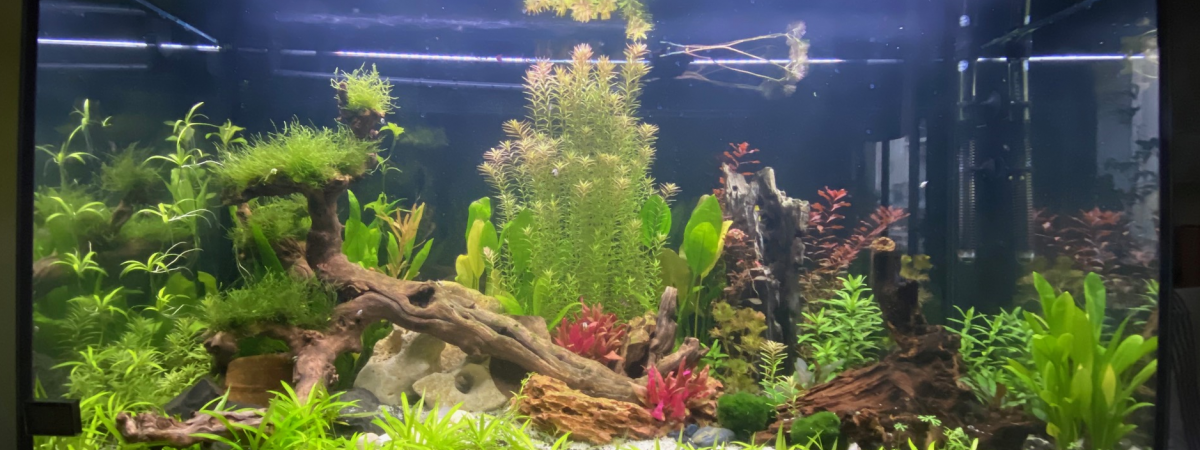 aquarium Home December