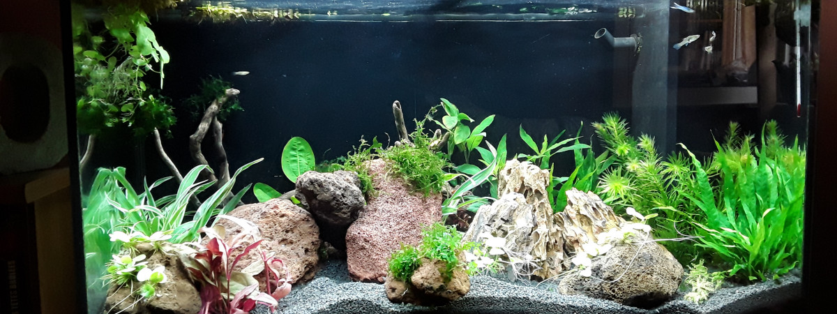 aquarium A1