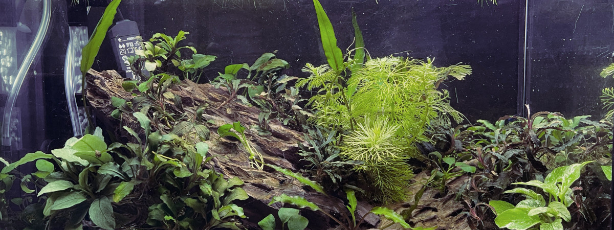 aquarium aquarium bucephalandra