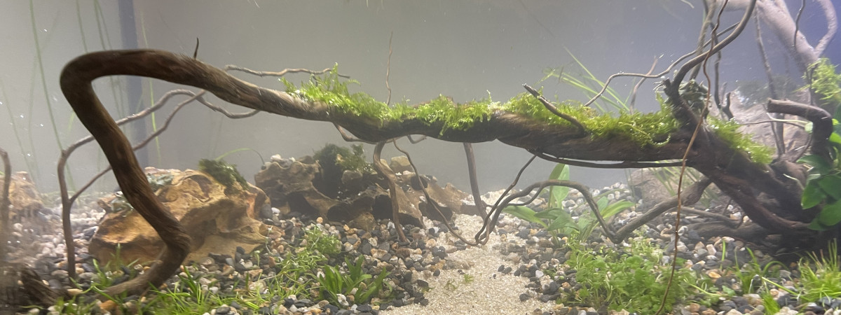 aquarium Killi Watch