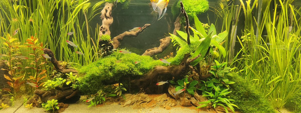 aquarium 250L