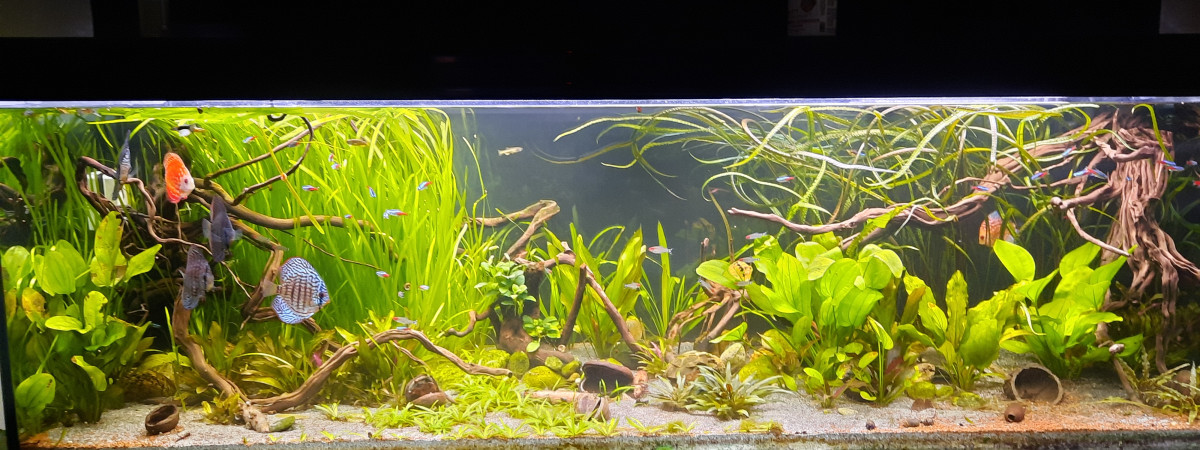 aquarium 660 l Amazonien