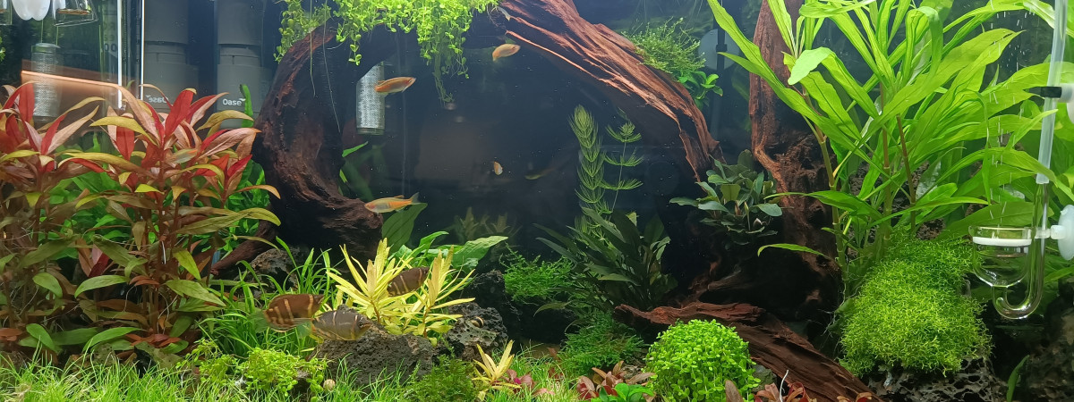 aquarium 1er bac