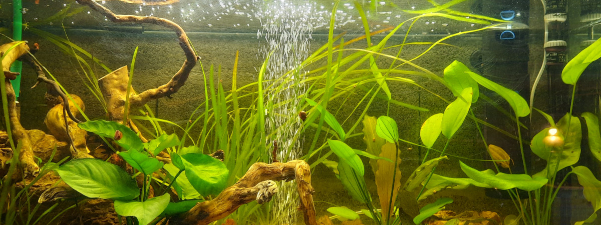 aquarium Bac 160l corydoras