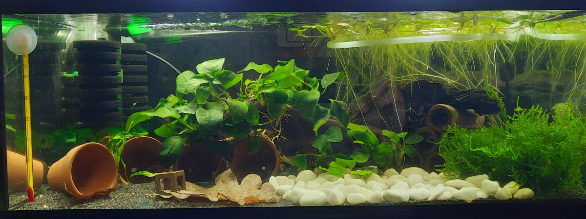 aquarium Bac 25l  CPO
