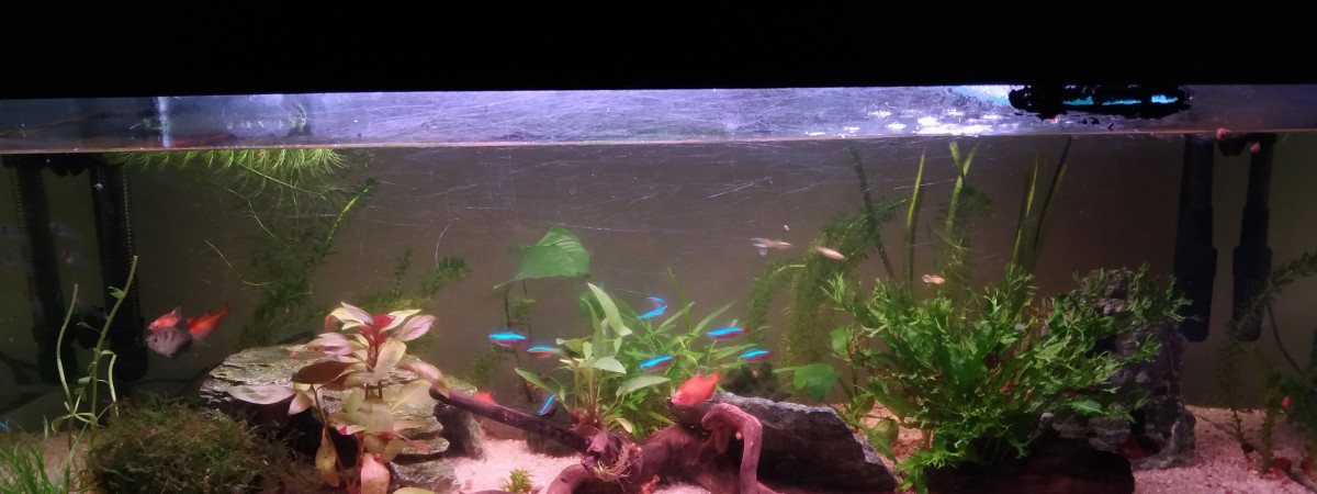 aquarium aquarium amazonien