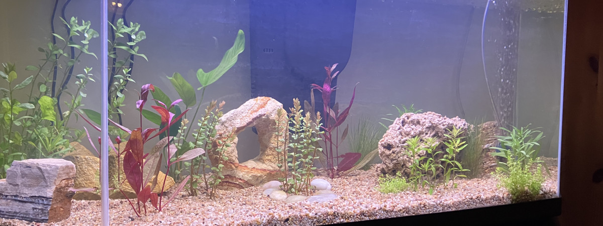 aquarium Dugua
