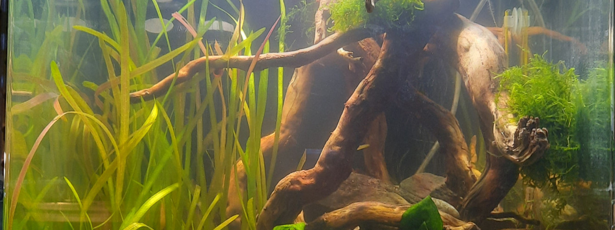 aquarium 60l apistogramma cacatuoides triple orange