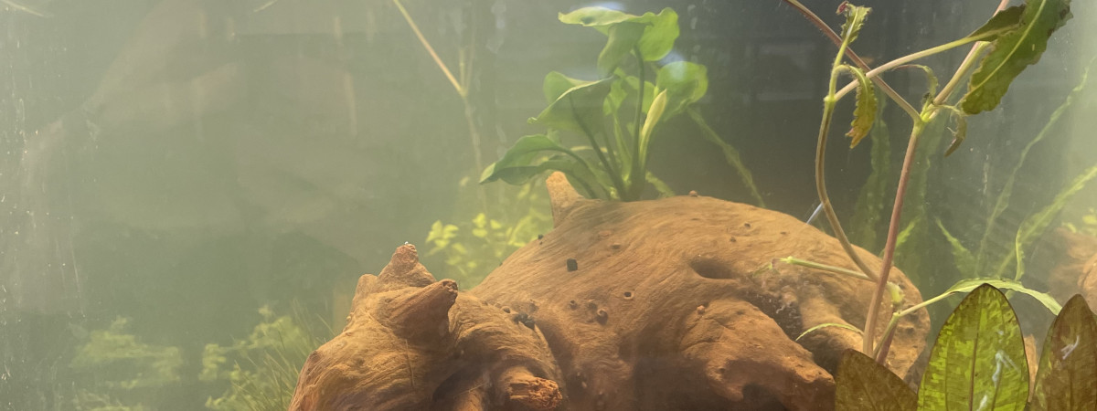 aquarium LaBomba