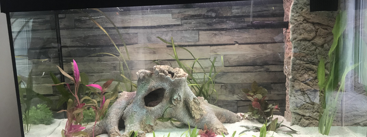 aquarium Juwel 125 Rio