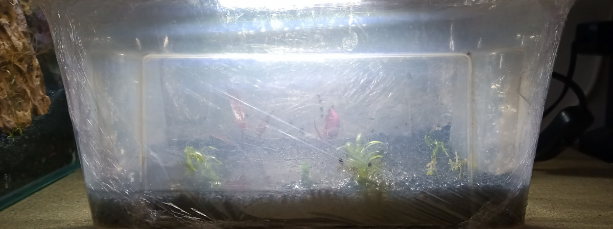 aquarium Plantation expérience