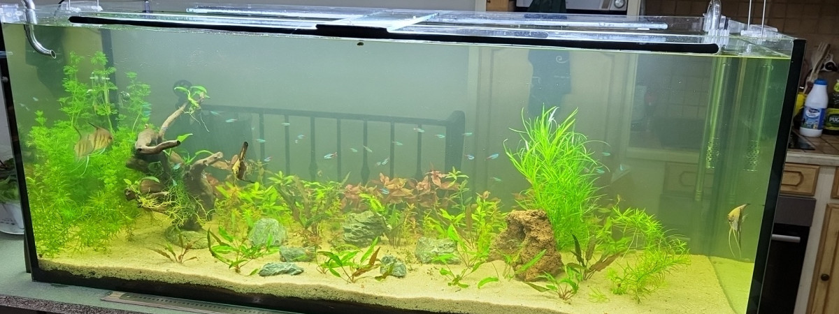 aquarium Commu salon