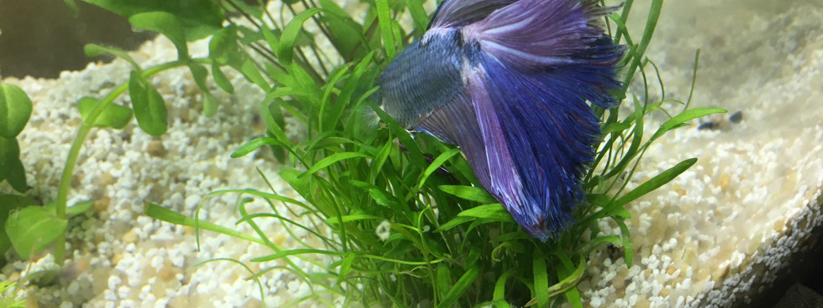 aquarium Aquarium 40 l eau douce