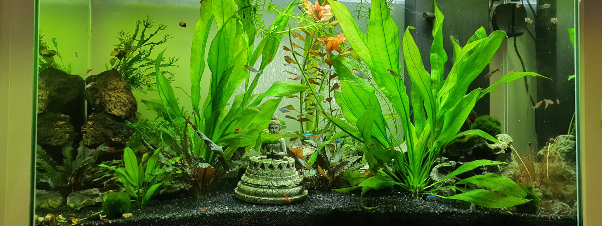aquarium Salon 200