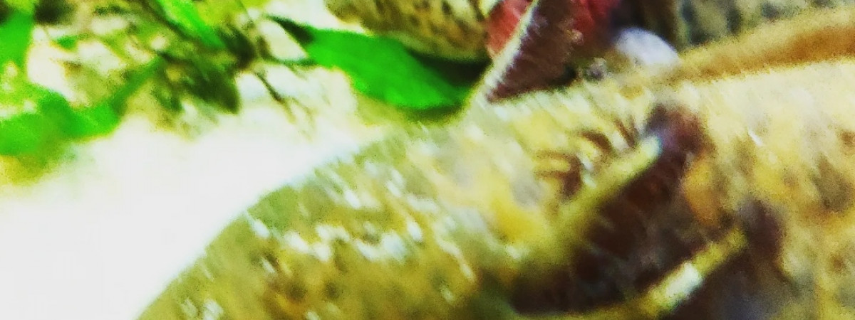 aquarium Ambystoma mexicanum