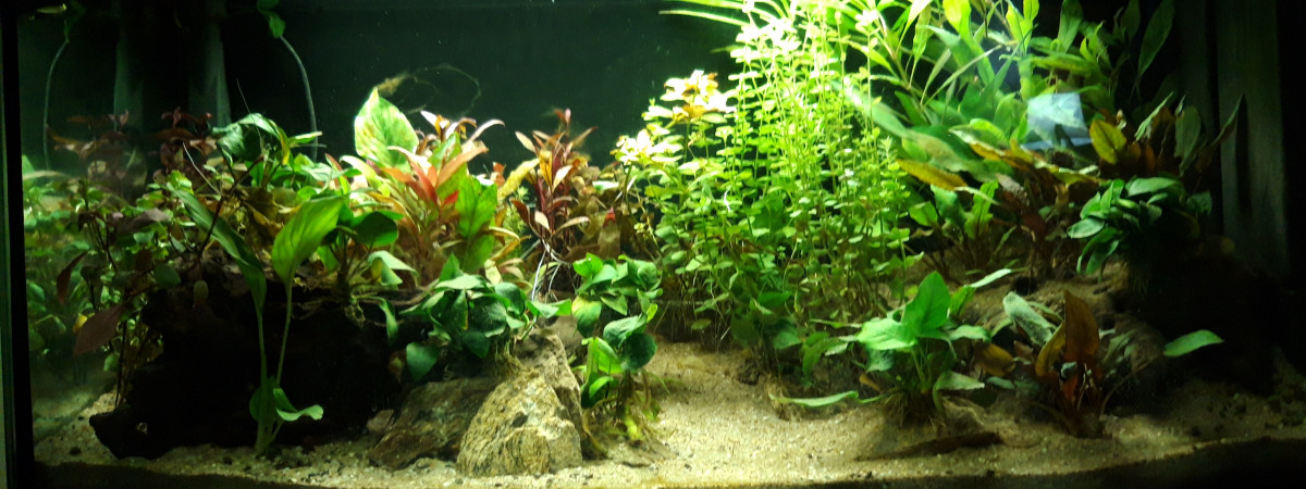 aquarium Ordinaire