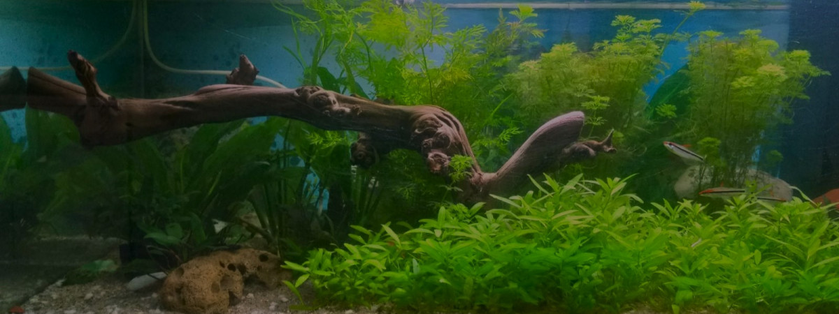 aquarium premier